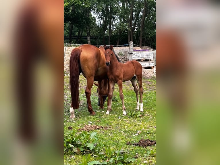 Holstein Stallion Foal (04/2025) 16,3 hh Brown in K&#xFC;hren