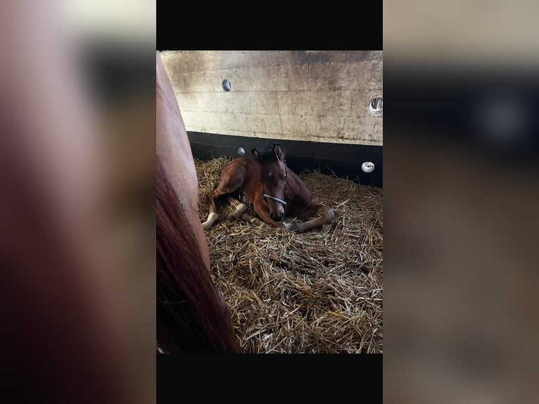 Holstein Stallion Foal (04/2025) 16,3 hh Brown in K&#xFC;hren