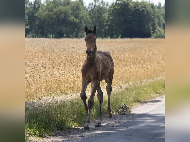 Holstein Stallion Foal (04/2025) 16,3 hh Brown in Grande