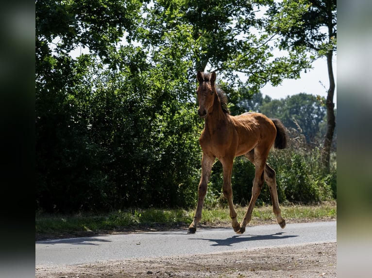 Holstein Stallion Foal (04/2025) 16,3 hh Brown in Grande
