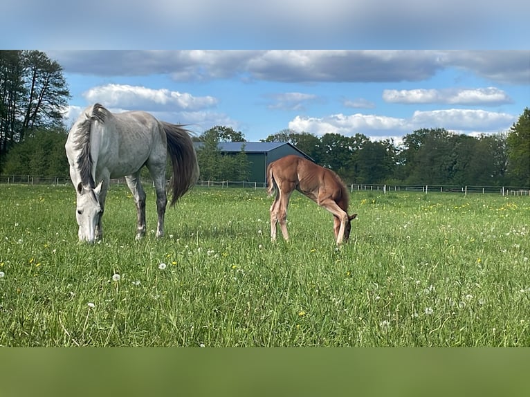 Holstein Stallion Foal (04/2025) 16,3 hh Chestnut-Red in KellinghusenWittenbergen