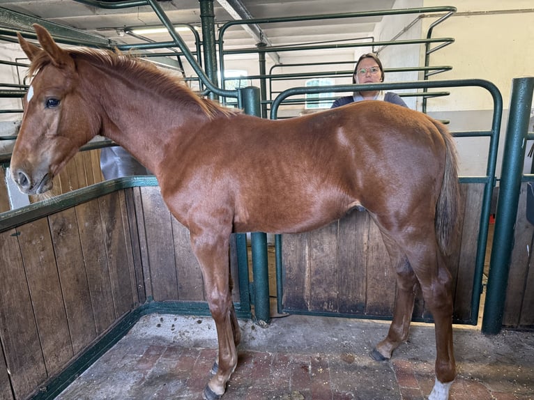 Holstein Stallion Foal (04/2025) 16,3 hh Chestnut-Red in KellinghusenWittenbergen