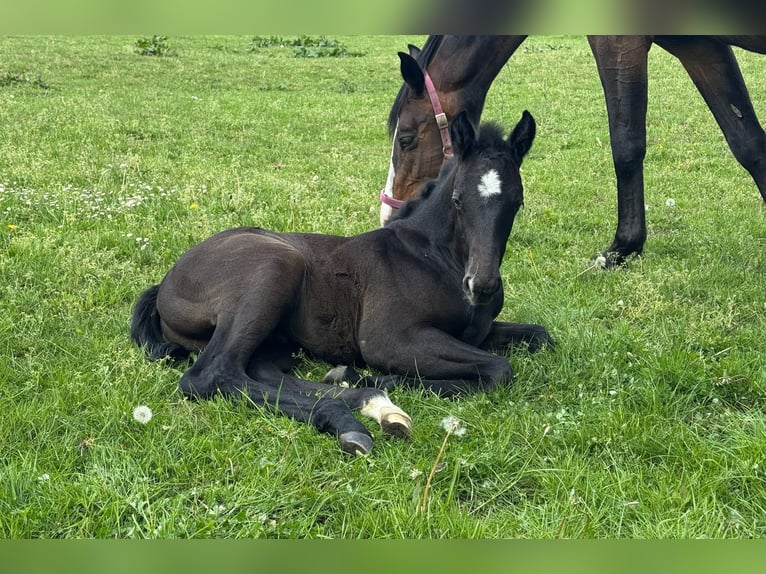 Holstein Stallion  16,3 hh Gray in L&#xFC;dersburg