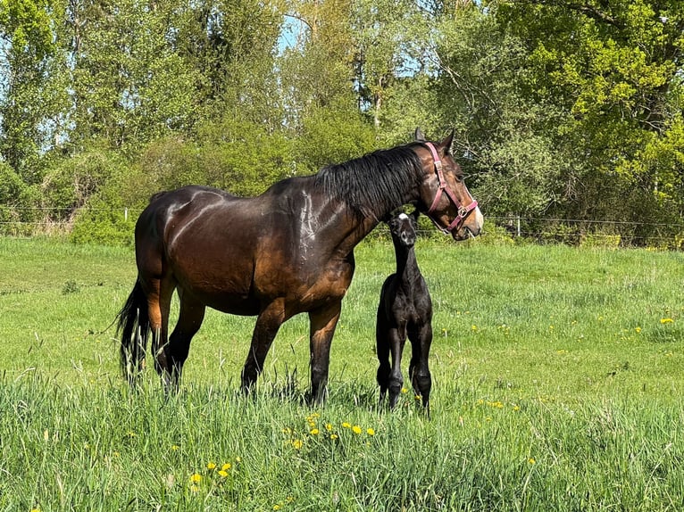 Holstein Stallion  16,3 hh Gray in L&#xFC;dersburg