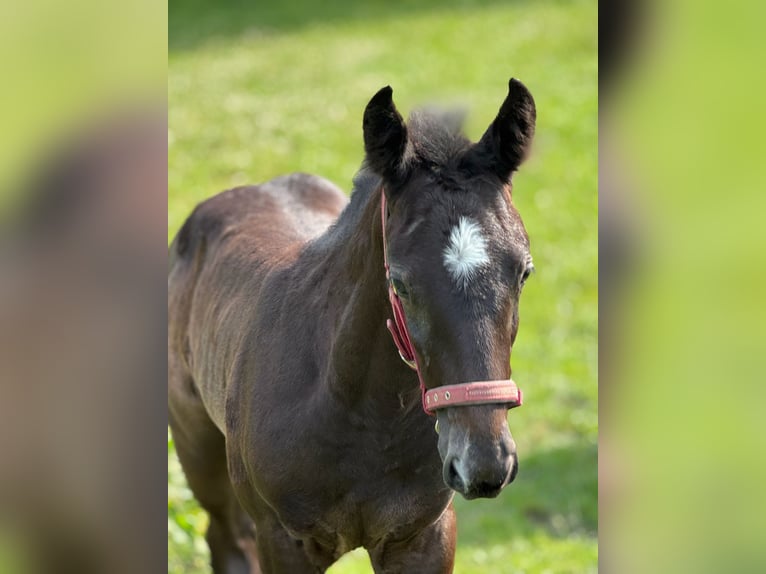 Holstein Stallion  16,3 hh Gray in L&#xFC;dersburg