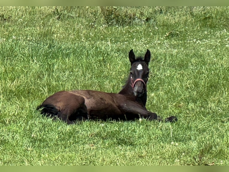 Holstein Stallion  16,3 hh Gray in L&#xFC;dersburg