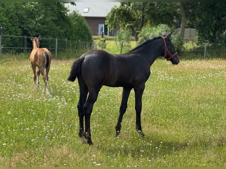 Holstein Stallion Foal (04/2025) 16,3 hh Grey in L&#xFC;dersburg