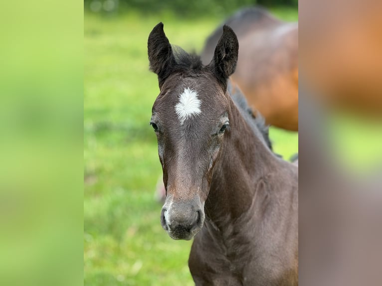 Holstein Stallion Foal (04/2025) 16,3 hh Grey in L&#xFC;dersburg