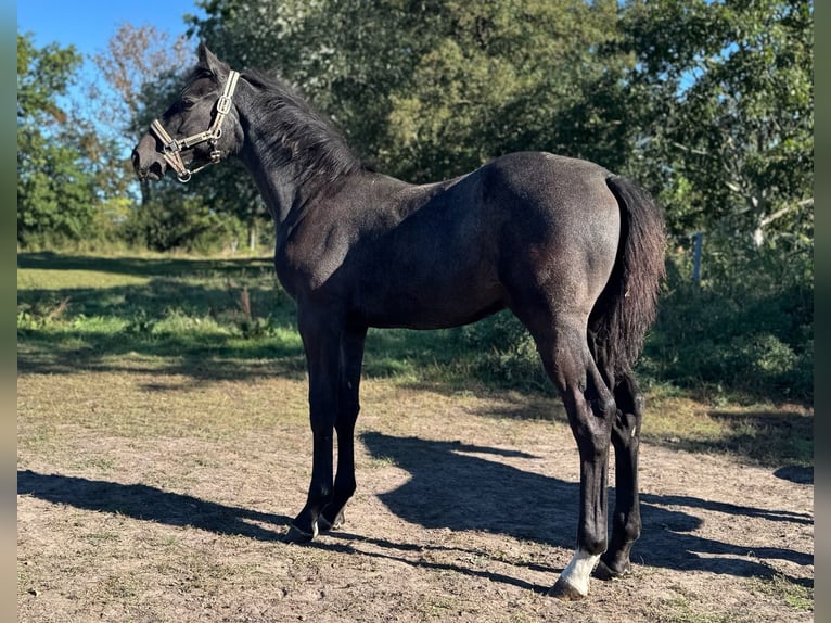 Holstein Stallion Foal (04/2025) 16,3 hh Grey in L&#xFC;dersburg