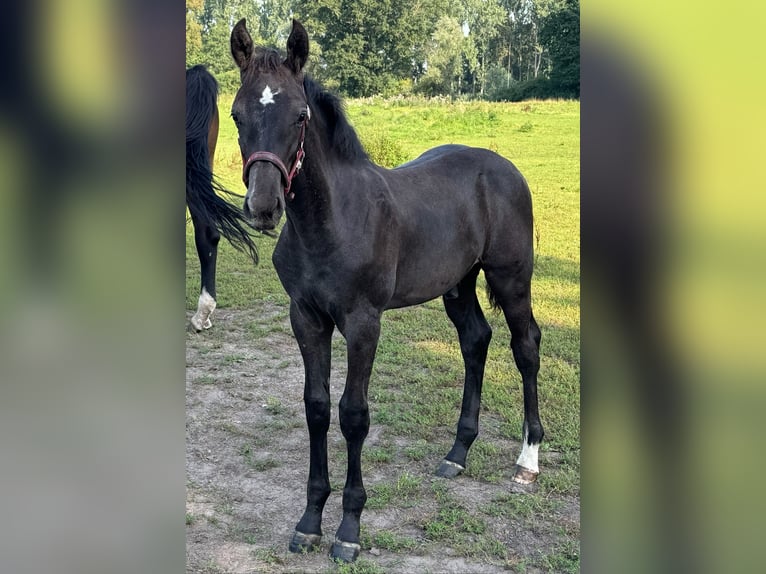 Holstein Stallion Foal (04/2025) 16,3 hh Grey in L&#xFC;dersburg