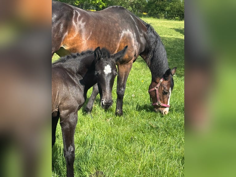 Holstein Stallion Foal (04/2025) 16,3 hh Grey in L&#xFC;dersburg