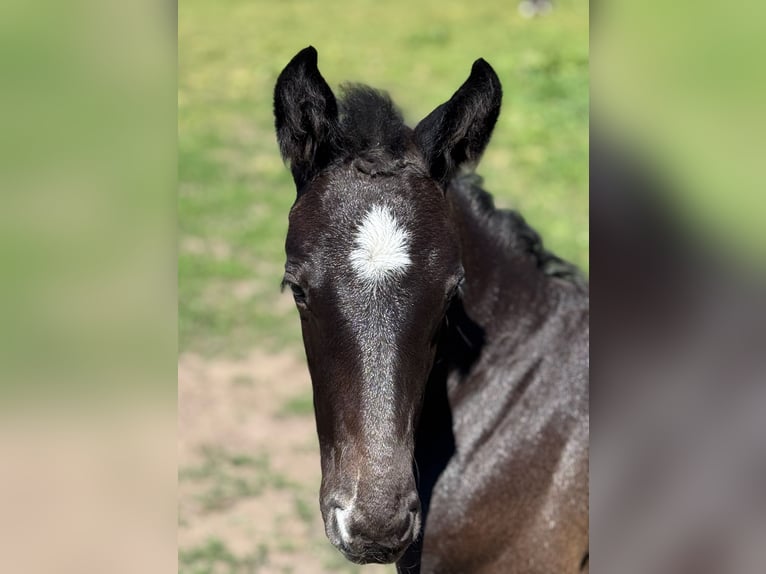 Holstein Stallion Foal (04/2025) 16,3 hh Grey in L&#xFC;dersburg