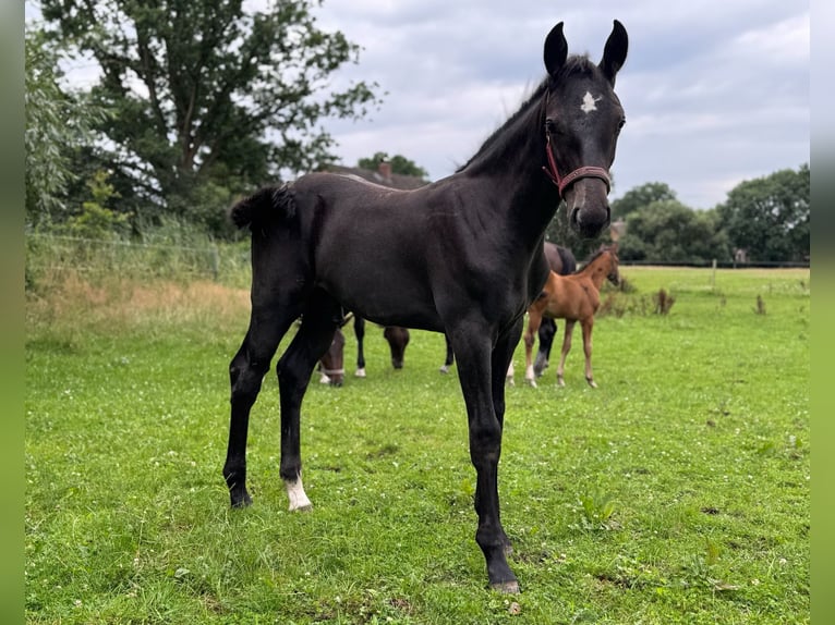 Holstein Stallion Foal (04/2025) 16,3 hh Grey in L&#xFC;dersburg