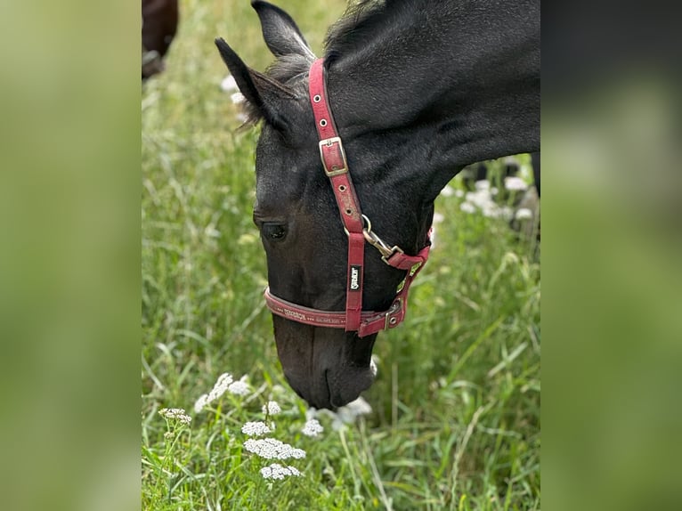 Holstein Stallion Foal (04/2025) 16,3 hh Grey in L&#xFC;dersburg