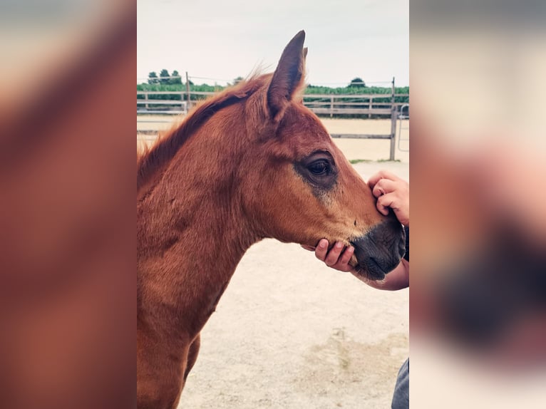 Holstein Mix Stallion  17,1 hh Chestnut in Langenau