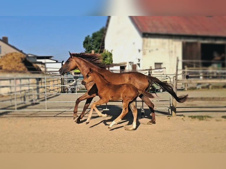 Holstein Mix Stallion  17,1 hh Chestnut in Langenau