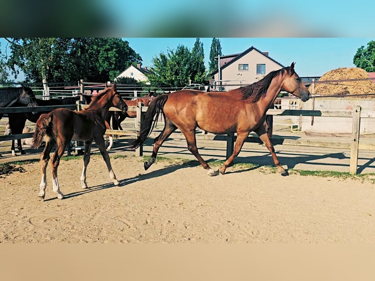 Holstein Mix Stallion  17,1 hh Chestnut in Langenau