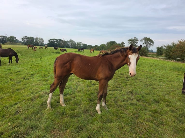 Holstein Stallion Foal (02/2025) 17 hh Brown in Sommerland