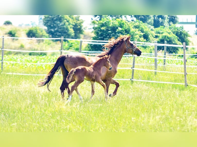 Holstein Mix Stallion  17,1 hh Chestnut in Langenau