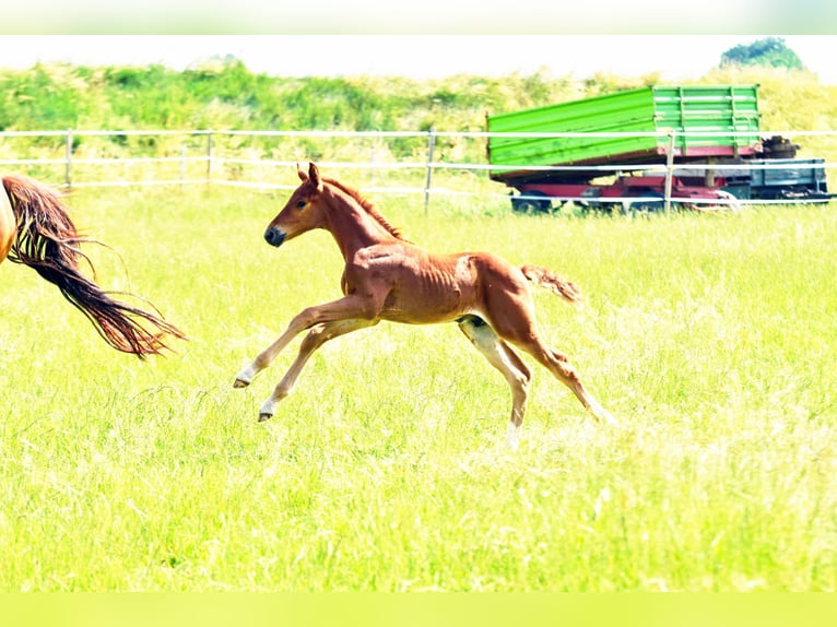 Holstein Mix Stallion  17,1 hh Chestnut in Langenau