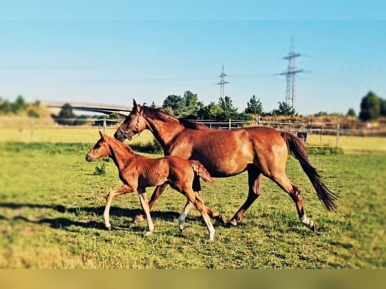 Holstein Mix Stallion Foal (05/2025) 17,1 hh Chestnut in Langenau