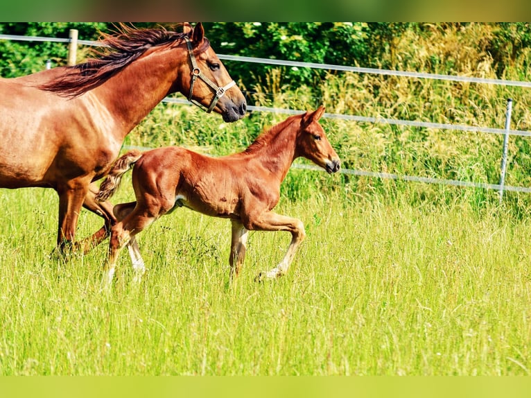 Holstein Mix Stallion  17,1 hh Chestnut in Langenau