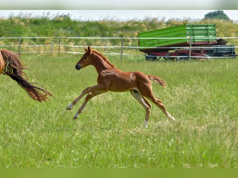 Holstein Stallion  17,1 hh Chestnut in Langenau