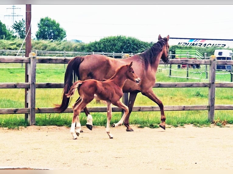 Holstein Mix Stallion  17,1 hh Chestnut in Langenau