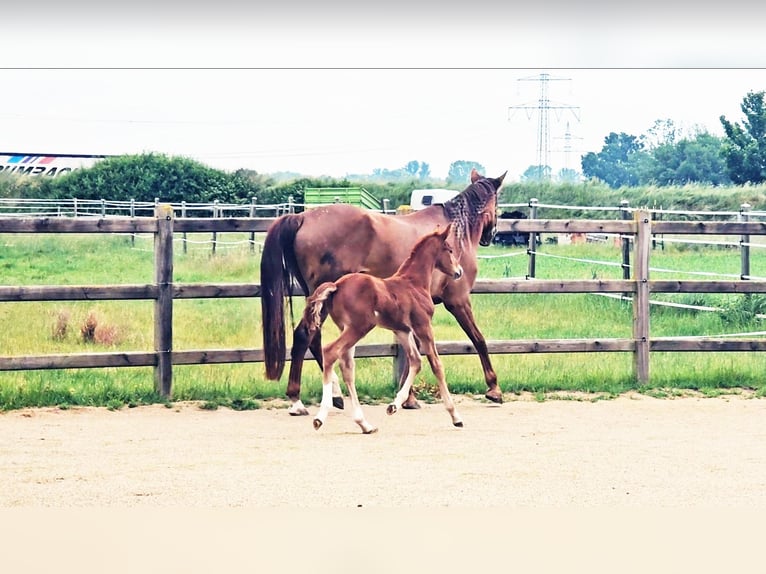 Holstein Mix Stallion  17,1 hh Chestnut in Langenau
