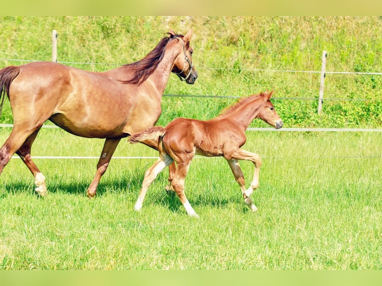 Holstein Mix Stallion  17,1 hh Chestnut in Langenau