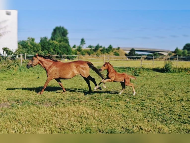 Holstein Mix Stallion  17,1 hh Chestnut in Langenau
