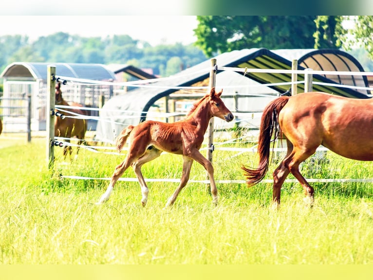Holstein Mix Stallion  17,1 hh Chestnut in Langenau