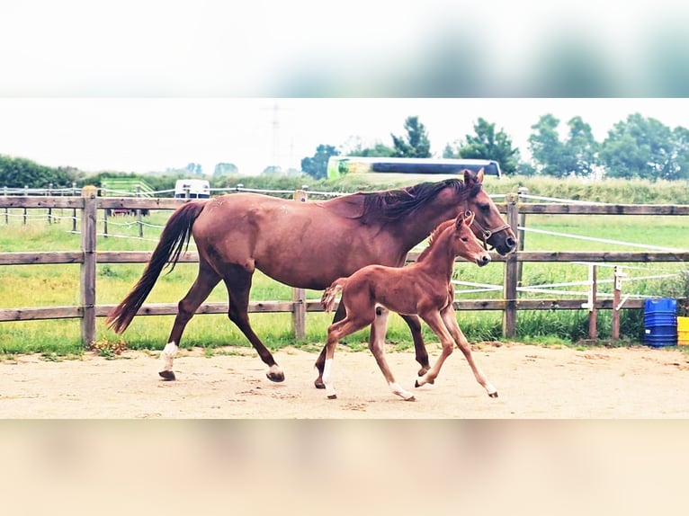 Holstein Mix Stallion  17,1 hh Chestnut in Langenau