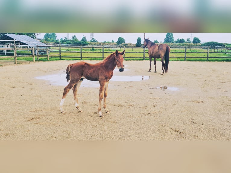 Holstein Mix Stallion  17,1 hh Chestnut in Langenau