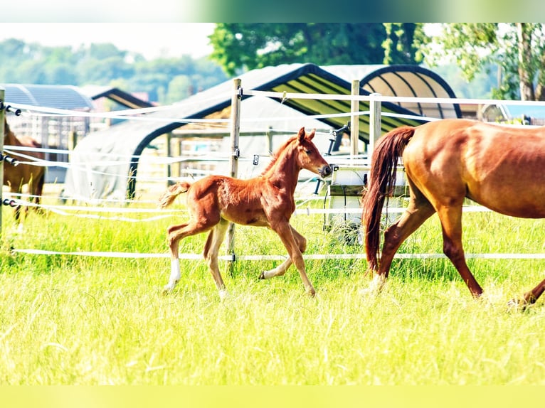 Holstein Mix Stallion  17,1 hh Chestnut in Langenau