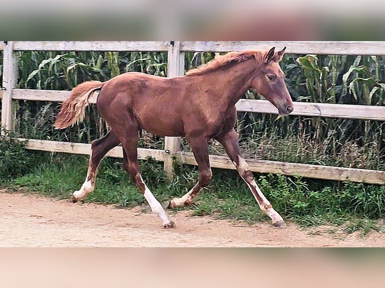 Holstein Mix Stallion Foal (05/2025) 17,1 hh in Langenau