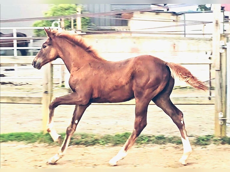 Holstein Mix Stallion Foal (05/2025) 17,1 hh in Langenau