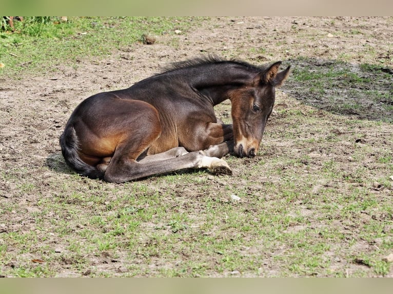 Holstein Stallion Foal (06/2025) 9,2 hh Brown in Tangstedt