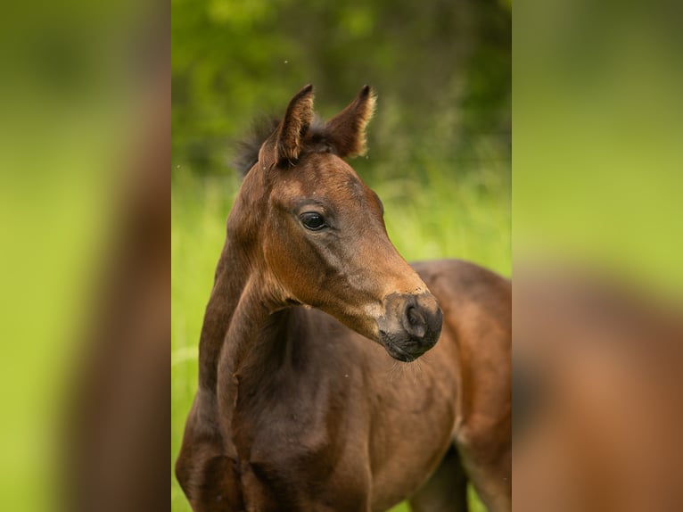 Holstein Stallion  Bay-Dark in Meinhard