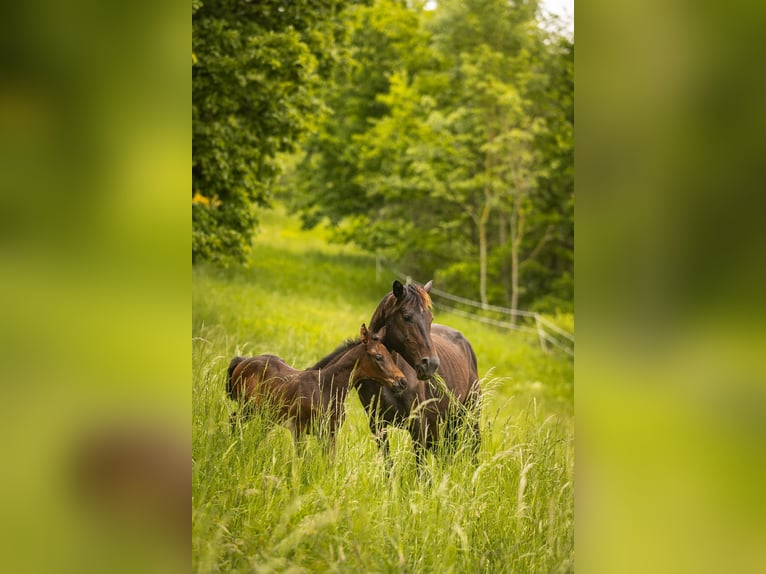 Holstein Stallion  Bay-Dark in Meinhard