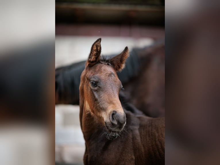 Holstein Stallion  Bay-Dark in Meinhard