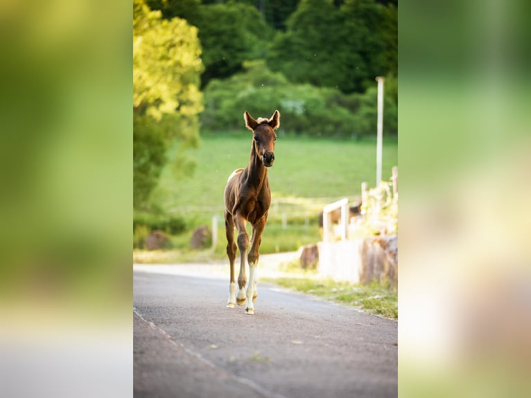 Holstein Stallion  Bay-Dark in Meinhard