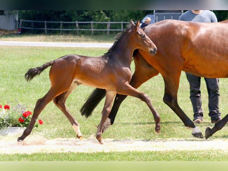 Holstein Stallion Foal (06/2023) Bay-Dark in Schmalfeld
