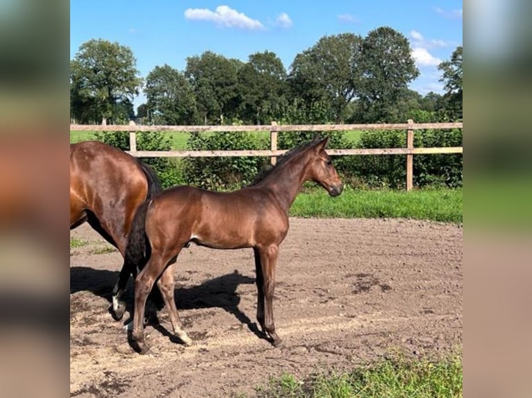 Holstein Stallion Foal (06/2023) Bay-Dark in Schmalfeld