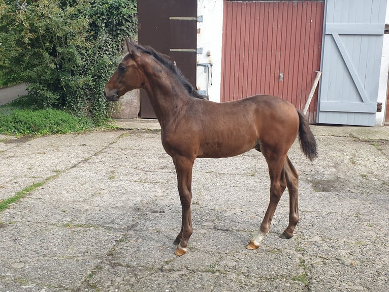 Holstein Stallion Foal (06/2023) Bay-Dark in Schmalfeld