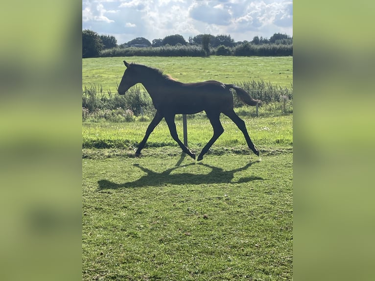 Holstein Stallion Foal (04/2025) Bay-Dark in Bredenbek
