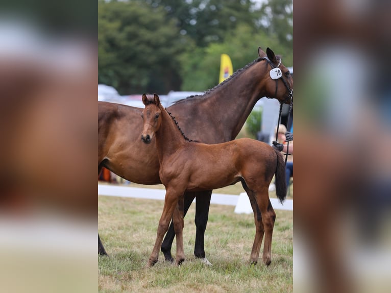 Holstein Stallion Foal (05/2024) Bay-Dark in Heidgraben