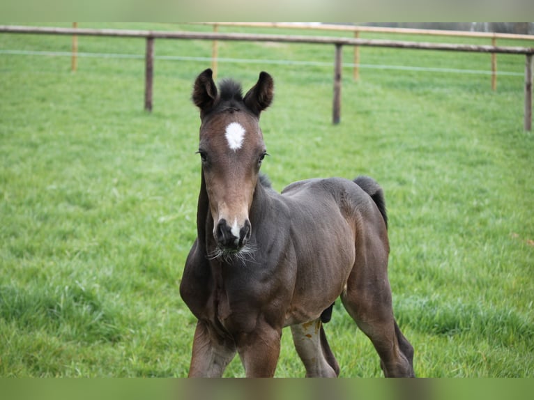 Holstein Stallion Foal (04/2025) Bay-Dark in Stipsdorf