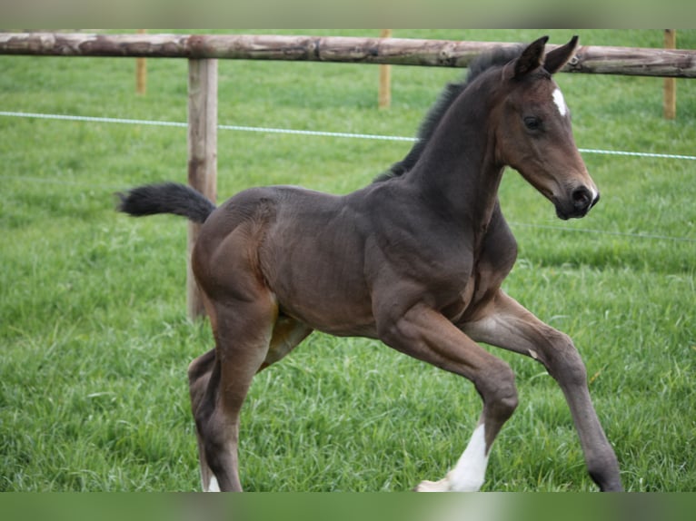 Holstein Stallion Foal (04/2025) Bay-Dark in Stipsdorf