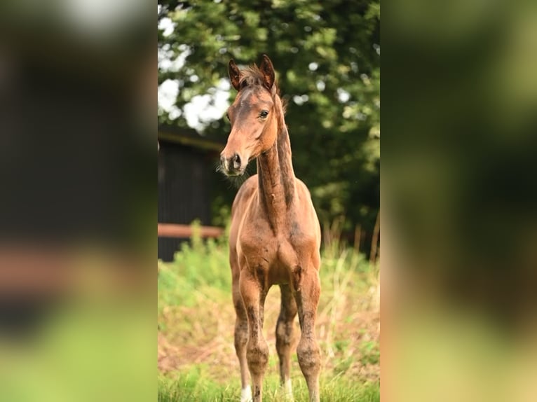 Holstein Stallion Foal (05/2025) Bay-Dark in Hochdonn
